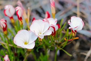 Szczawik Versicolor 1 szt.