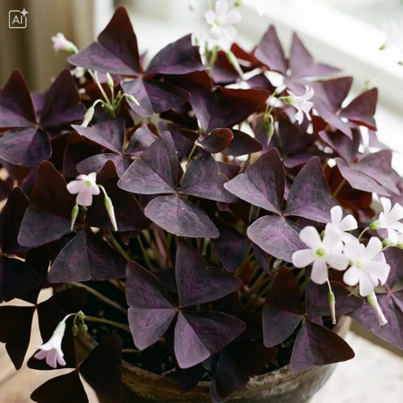 Szczawik trójkątny (Oxalis triangularis Mijke) – sadzonka