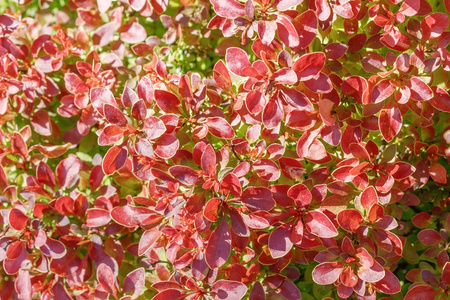 Berberys Thunberga 'Coronita' – sadzonka w doniczce C2 – Botana