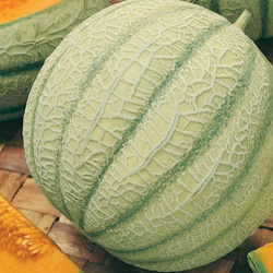 Melon Cukrowy 'Stellio' F1 – Kiepenkerl
