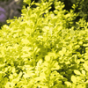 Berberys Thunberga 'Aurea' – Sadzonka 30 cm