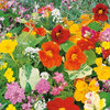 Kwiaty Pachnące – Jednoroczne Mix – Kiepenkerl