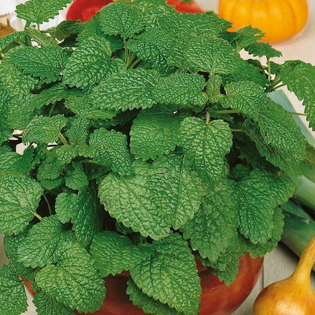 Melisa Cytrynowa – Wieloletnia – Kiepenkerl