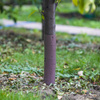 Osłonka Osłona Na Pnie Drzew Owocowych – 60 cm
