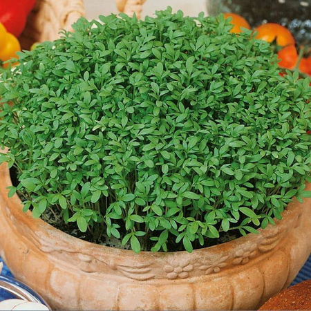 Rzeżucha 'Cressida' – Ogrodowa – Kiepenkerl