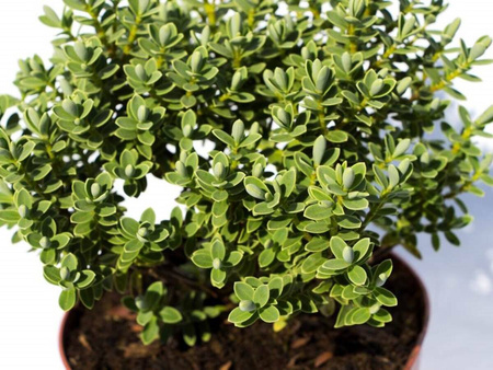 Hebe Veronica Zimozielone – 15 szt. pakiet