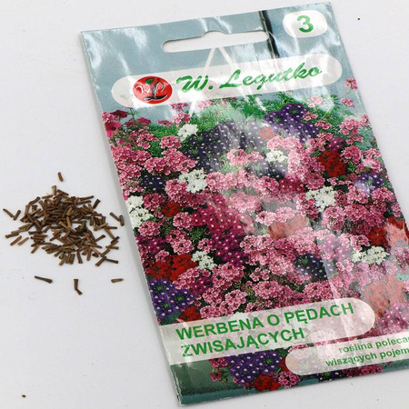 Werbena o Pędach Zwisających – 0,3 g Legutko