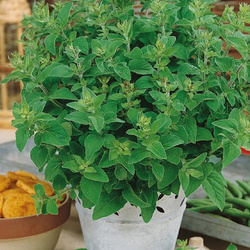 Majeranek – Kiepenkerl