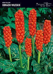 Obrazki Włoskie – 10 szt.