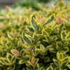 Trzmielina Fortune'a Emerald'n Gold (Euonymus Fortunei Emerald'n Gold) – sadzonka w doniczce C1,5 – Botana