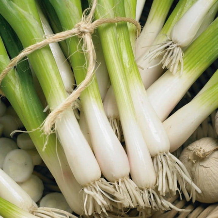 Cebula 'Freddy' – Siedmiolatka – Kiepenkerl