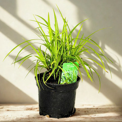 Turzyca Morrowa Ice Dance