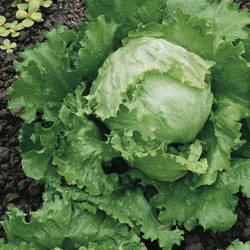 Sałata Lodowa 'Grandes Lagos 118' – Kiepenkerl