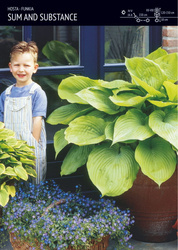 Funkia Hosta 'Sum and Substance' – 1 szt.