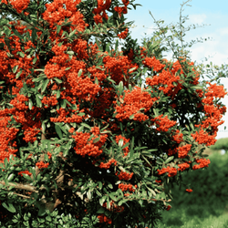 Ognik Szkarłatny Firelight