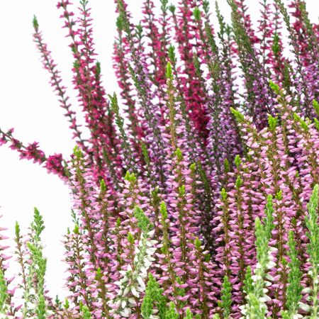 Wrzosy – 9 szt. (3 odmiany po 3 szt.)