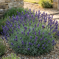 Lawenda Wąskolistna Hidcote (Lavandula Angustifolia Hidcote) – sadzonka w doniczce C1,5 – Botana