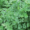 Pietruszka Naciowa 'Laura' – Kiepenkerl