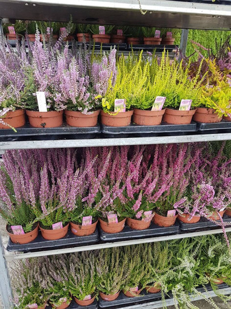 Wrzosy – 20 szt. (4 odmiany po 5 szt.)