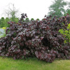 Leszczyna Pospolita Red Majestic (Corylus Avellana Red Majestic) – sadzonka w doniczce C5 – Botana