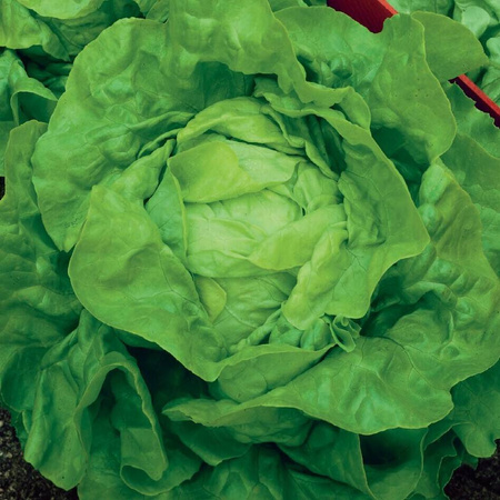 Sałata Głowiasta Masłowa 'Attractie' – Kiepenkerl