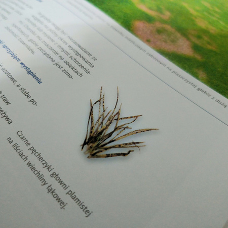 Piękny trawnik – książka – M. Mynett, M i S. Prończukowie