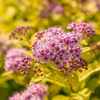 Tawuła japońska Goldmound (Spiraea Japonica Goldmound) – sadzonka w doniczce C1,5 – Botana