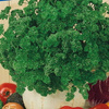 Pietruszka Naciowa 'Afrodite' – Kiepenkerl