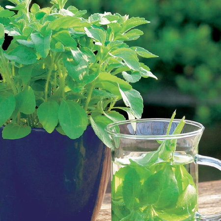 Stewia 'Sweet Honey' – Nasiona – Kiepenkerl