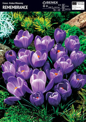 Krokus Wielkokwiatowy Remembrance 10 szt.