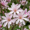 Magnolia Loebnera Leonard Messel  (Magnolia Loebneri Leonard Messel) – sadzonka w doniczce C2 – Botana