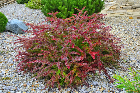 Berberys Thunberga 'Golden Ring' – sadzonka w doniczce C2 – Botana