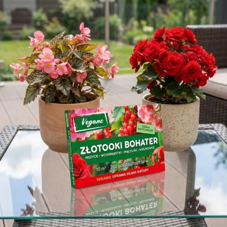 Złotooki bohater Vegano – 200 larw na mszyce, wciornastki, mączliki i wełnowce – 10 m² ochrony