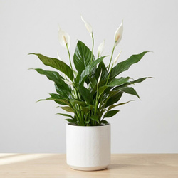 Skrzydłokwiat Pearl Cupido (Spathiphyllum 'Pearl Cupido') – rozmiar sadzonki M