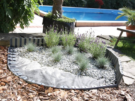 Kostrzewa sina – niebieska trawa - 15 szt. pakiet