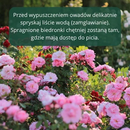 Mszyca Stoper – 300 larw biedronki dwukropki – na 15 roślin lub 15 m²