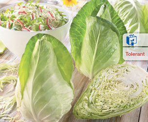 Kapusta Biała 'Caraflex' F1 – Kiepenkerl