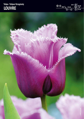 Tulipan Strzępiasty 'Louvre' – 15 szt
