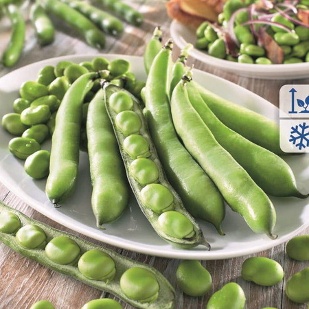 Bób 'Piccola' – Długie Strąki – Kiepenkerl