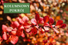 Berberys Thunberga 'Red Rocket' – sadzonka w doniczce C2 – Botana