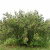 Aronia Czarna (Aronia Melanocarpa) – sadzonka w doniczce C2 – Botana