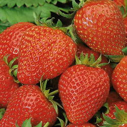 Truskawka 'Elan' F1– Zwisajaca – Kiepenkerl