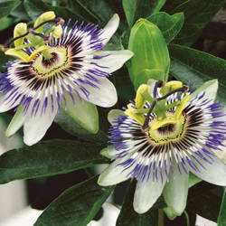 Passiflora Męczennica – Nasiona – Kiepenkerl