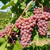 Winorośl Canadice (Vitis Canadice) – sadzonka w doniczce C2 – Botana