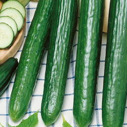 Ogórek 'Saladin' F1 – Długi – Kiepenkerl