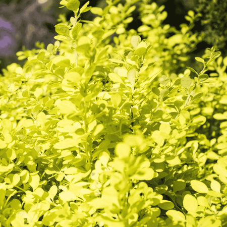 Berberys Thunberga 'Aurea' – Sadzonka 30 cm