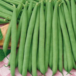 Fasola Szparagowa 'Saxa' – Wczesna – Kiepenkerl