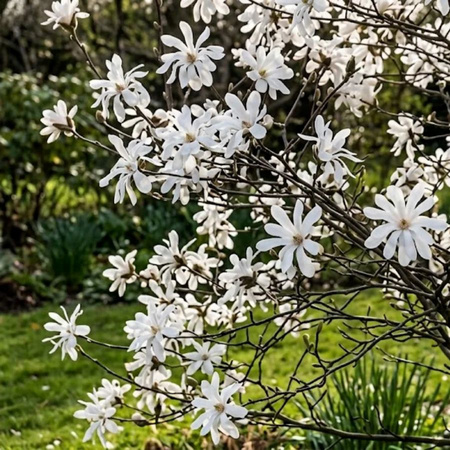 Magnolia gwieździsta (Magnolia Stellata) – sadzonka w doniczce C2 – Botana