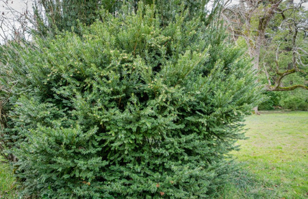 Cis Pośredni Densiformis