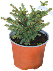 Świerk Pospolity 'Nidiformis' – Sadzonka 20-25 cm